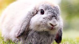 rabbits oral and vision health