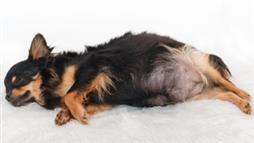 sintomas de embarazo falso en perros