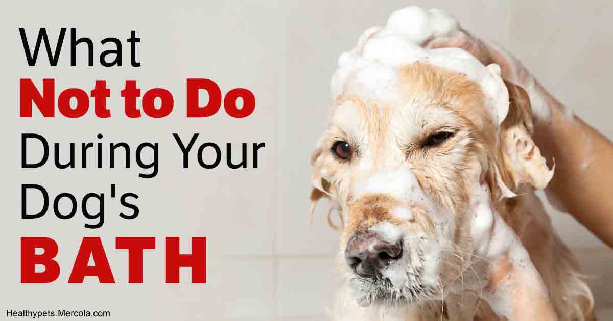 How to Bathe a Dog Easily What Not to Do During Dog's Bath