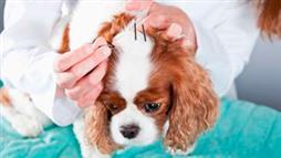 acupuntura para mascotas