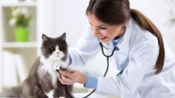 colangiohepatitis en gatos