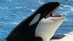 orca ecotypes