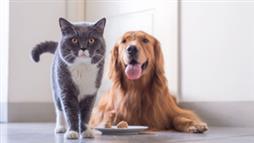 pet obesity diet and exercise tips
