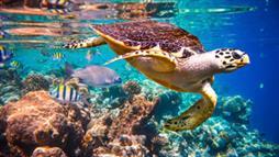 poblaciones de tortugas marinas