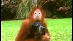 El Orangután Adopta Un Perrito