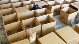 La Casa de Cartón y Los Dos Gatitos