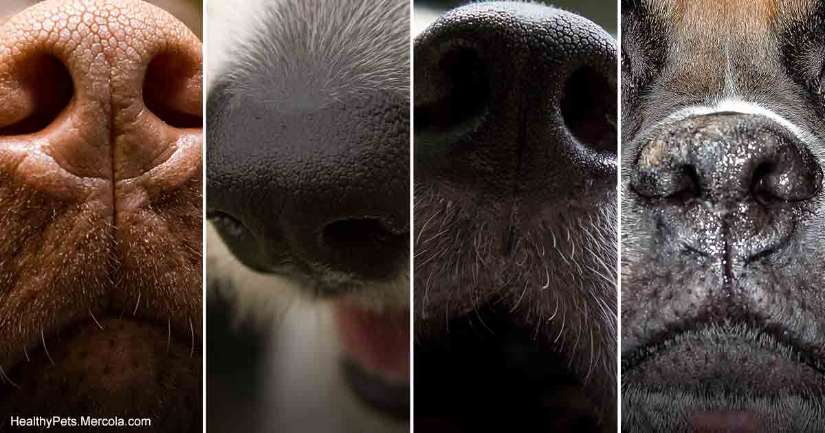 What Does It Mean When A Dog s Nose Changes Color At Ramona Dunn Blog What Does It Mean When A Dog s Nose Changes Color At Ramona Dunn Blog