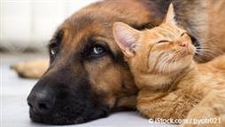 dogs and cats do not ignore symptoms