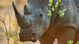rhino extinction