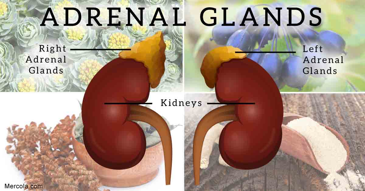 Four Powerful Adaptogens for Adrenal Support
