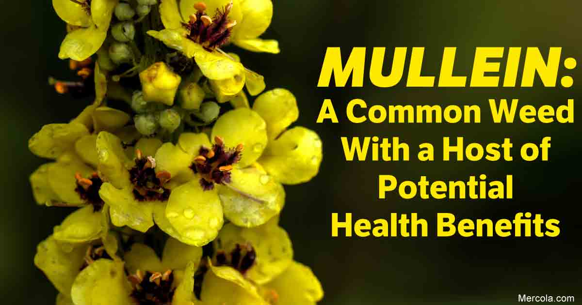 What Are the Benefits and Uses of Mullein?