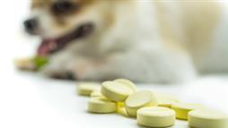 human medications poisonous to pets