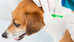 lyme disease in dogs