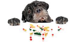 medicamentos venenosos para mascotas