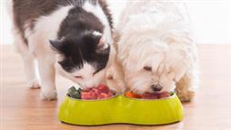 probiotic for dogs and cats