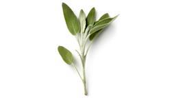 Sage herb