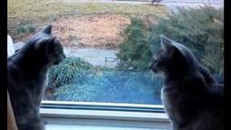 Dos gatitos chatean en la repisa de la ventana