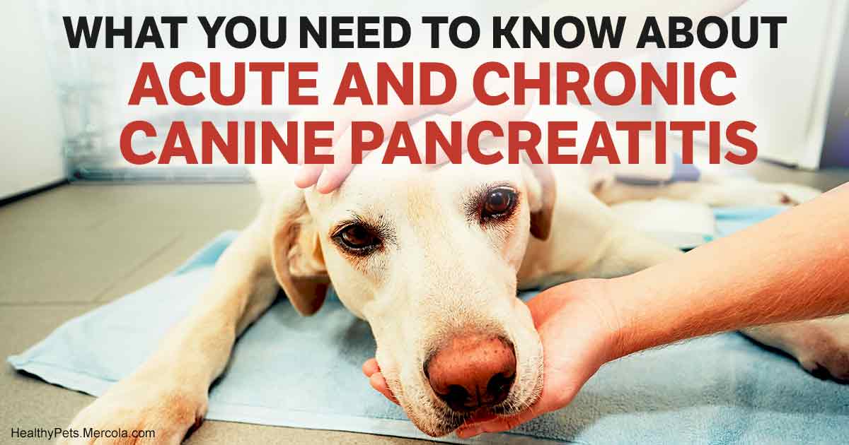 Potential Risk Factors and Triggers for Pancreatitis in Dogs