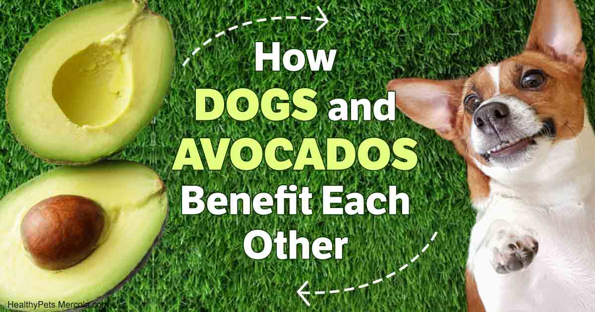 Avocados Are Poisonous for Dogs