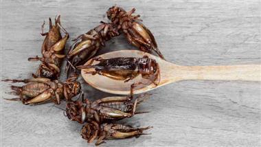Eating Crickets Can Be Good for Your Gut