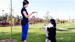 entrenamiento canino con gestos
