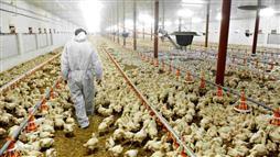 granja industrial de pollos