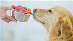 preservar la salud oral de las mascotas