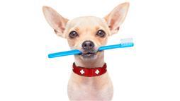 salud dental de mascotas