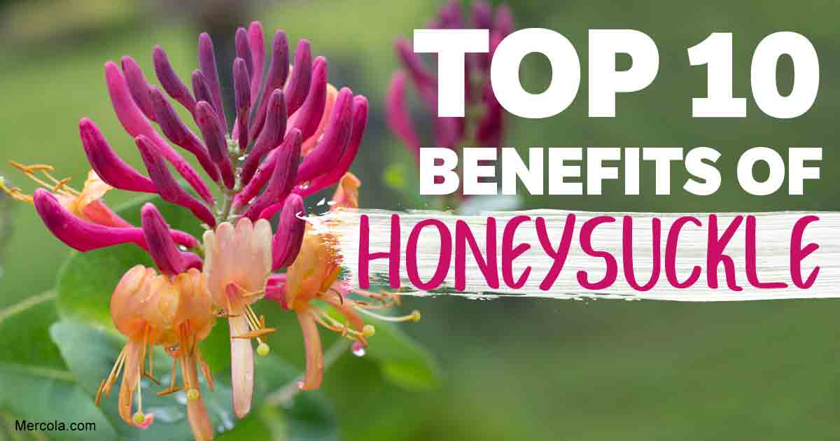 Top 10 Benefits of Honeysuckle