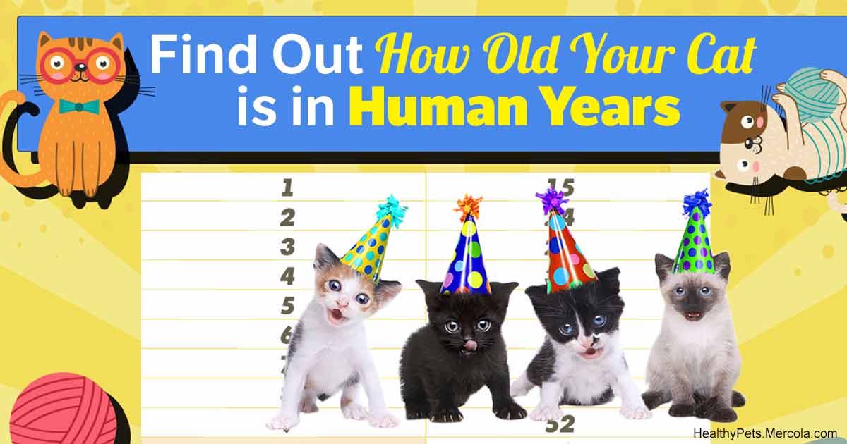 how old is a cat in 1 year
