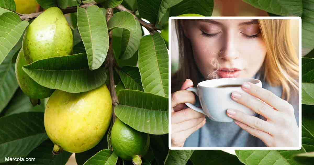 What are the Benefits of Guava Leaf Tea?