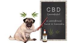 cannabis para las mascotas enfermas