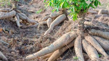 cassava benefits glance story