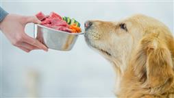 alimentos adecuados para tu mascota