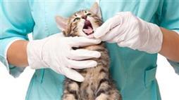 cuidado dental para mascotas
