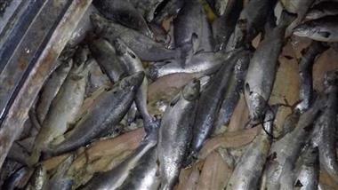 Factory Farmed Salmon Full of Disease and Hazardous Chemicals