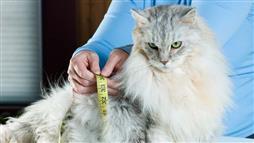 alimentacion para gatos con exceso de peso