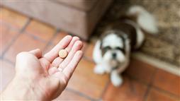 supplements for dogs
