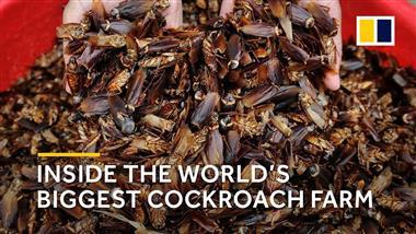 Can You Believe There Are Cockroach Farms in China?