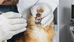 dog dental checkup