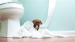 dog urinary incontinence