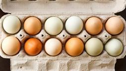 fda rules on eggs