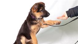entrenamiento de perros