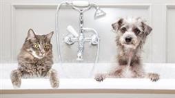 higiene de mascotas