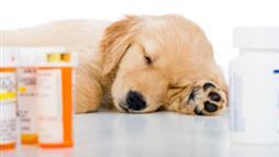 human medications deadly to pets