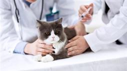 over vaccination pets