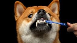 salud dental en mascotas