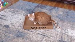 How to Catch a Cat