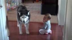 El husky y el bebé tienen una conversación sobre la vida