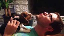 Un bello cachorrito beagle aprende a aullar